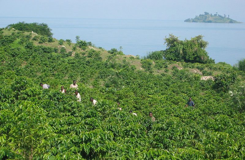 coffee-farmers-in-rwanda-800x521.jpg